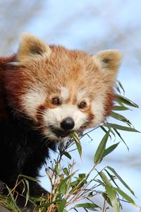 Preview wallpaper red panda, bamboo, animal, cute