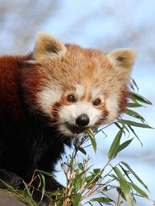 Preview wallpaper red panda, bamboo, animal, cute