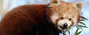 Preview wallpaper red panda, bamboo, animal, cute