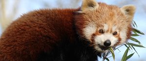 Preview wallpaper red panda, bamboo, animal, cute