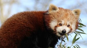 Preview wallpaper red panda, bamboo, animal, cute