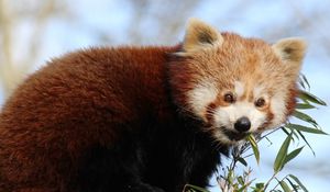 Preview wallpaper red panda, bamboo, animal, cute