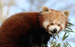 Preview wallpaper red panda, bamboo, animal, cute