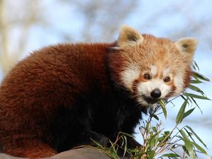 Preview wallpaper red panda, bamboo, animal, cute