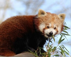 Preview wallpaper red panda, bamboo, animal, cute