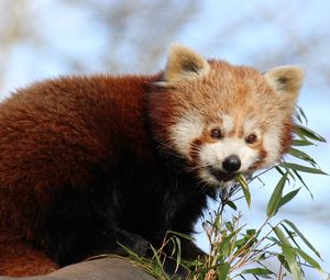 Preview wallpaper red panda, bamboo, animal, cute