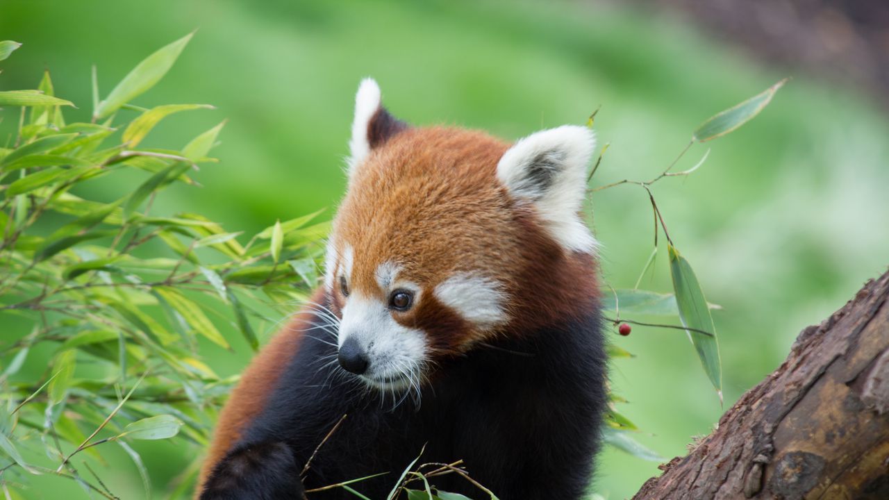 Wallpaper red panda, bamboo, cute, animal