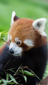 Preview wallpaper red panda, bamboo, cute, animal