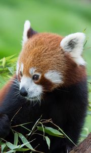 Preview wallpaper red panda, bamboo, cute, animal