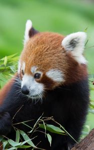 Preview wallpaper red panda, bamboo, cute, animal