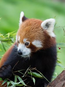 Preview wallpaper red panda, bamboo, cute, animal