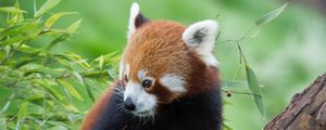 Preview wallpaper red panda, bamboo, cute, animal