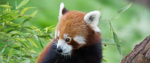 Preview wallpaper red panda, bamboo, cute, animal