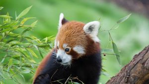 Preview wallpaper red panda, bamboo, cute, animal