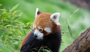 Preview wallpaper red panda, bamboo, cute, animal