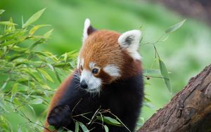 Preview wallpaper red panda, bamboo, cute, animal