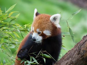 Preview wallpaper red panda, bamboo, cute, animal