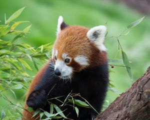 Preview wallpaper red panda, bamboo, cute, animal