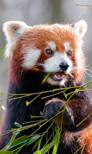 Preview wallpaper red panda, bamboo, cute, animal, leaves