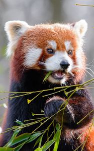 Preview wallpaper red panda, bamboo, cute, animal, leaves