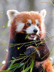 Preview wallpaper red panda, bamboo, cute, animal, leaves