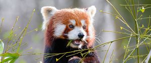 Preview wallpaper red panda, bamboo, cute, animal, leaves