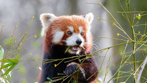 Preview wallpaper red panda, bamboo, cute, animal, leaves