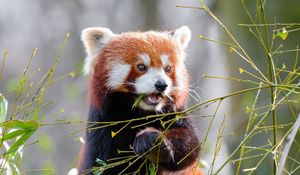 Preview wallpaper red panda, bamboo, cute, animal, leaves