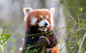 Preview wallpaper red panda, bamboo, cute, animal, leaves