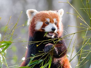 Preview wallpaper red panda, bamboo, cute, animal, leaves