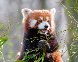 Preview wallpaper red panda, bamboo, cute, animal, leaves