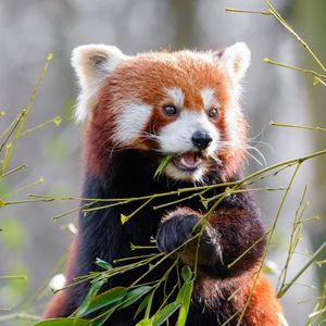 Preview wallpaper red panda, bamboo, cute, animal, leaves