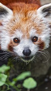 Preview wallpaper red panda, blur, animal, wildlife