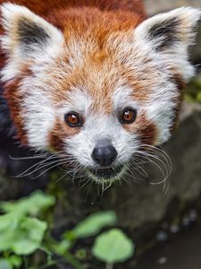 Preview wallpaper red panda, blur, animal, wildlife