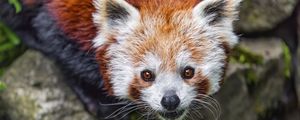 Preview wallpaper red panda, blur, animal, wildlife