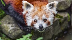 Preview wallpaper red panda, blur, animal, wildlife