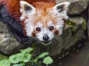 Preview wallpaper red panda, blur, animal, wildlife