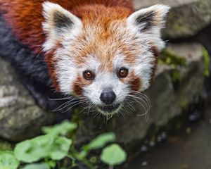 Preview wallpaper red panda, blur, animal, wildlife