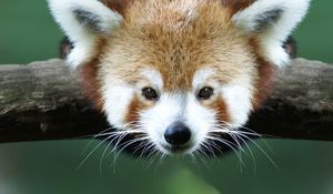 Preview wallpaper red panda, branch, animal, panda