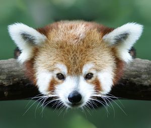 Preview wallpaper red panda, branch, animal, panda