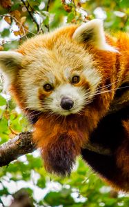 Preview wallpaper red panda, branch, glance, wildlife