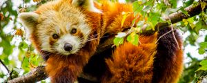 Preview wallpaper red panda, branch, glance, wildlife