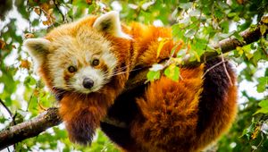 Preview wallpaper red panda, branch, glance, wildlife