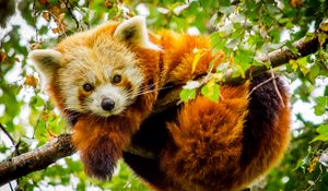 Preview wallpaper red panda, branch, glance, wildlife