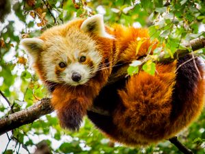 Preview wallpaper red panda, branch, glance, wildlife