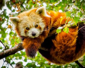 Preview wallpaper red panda, branch, glance, wildlife