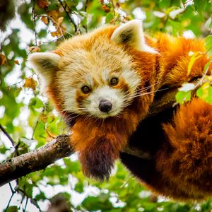 Preview wallpaper red panda, branch, glance, wildlife