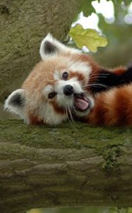 Preview wallpaper red panda, branch, sleep, yawn