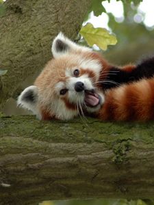 Preview wallpaper red panda, branch, sleep, yawn