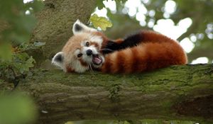 Preview wallpaper red panda, branch, sleep, yawn